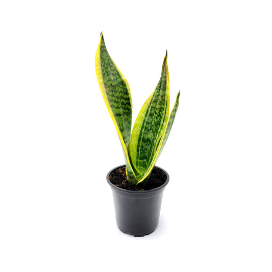 Snake Plant ‘Futura Superba’, Dracaena trifasciata, Sansevieria trifasciata, Air Purifier, Low-Light – 4” Pot - Free Heatpack
