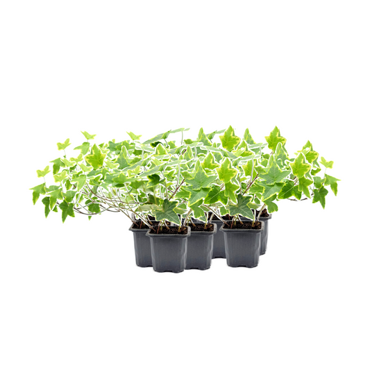 10-PK of English Ivy ‘Goldchild’ (10 Count) – Variegated Trailing Plant, 3-inch Pot, Easy-Care Live Houseplant for Hanging Baskets & Indoor Decor