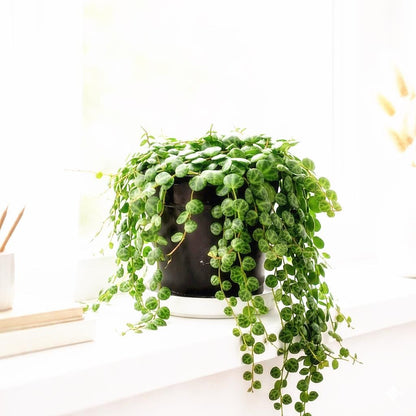 4 inch String of Turtles Plant (Peperomia prostrata) – Trailing Indoor Houseplant | Easy Care