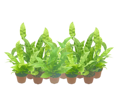 10-PK Crispy Wave Fern, Asplenium nidus 'Crispy Wave,' Live Indoor Air Purifying Plant, Low Light Houseplant, Office Plant, 2.5-in Pot(s)
