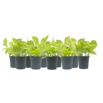 indoor low light air purifying plants 10-pk Live Neon Pothos, Epipremnum aureum 'Neon', Air Purifying Indoor Plant, Low Light Houseplant, Easy Care Plant, 4-inch Pot(s)