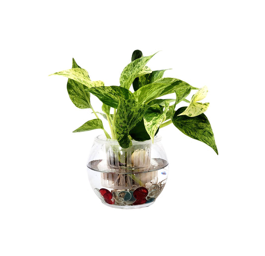 DIY Glass Hydroponic Planter Kit with Net Cup and Decorative Gems, Grow Your Plants in Water - Plant Not Included