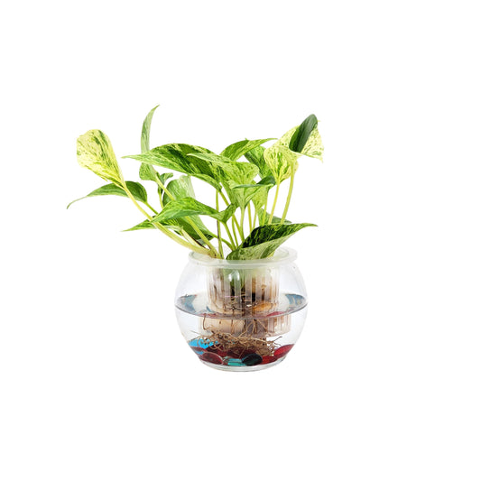 Marble Queen Pothos in Modern Hydroponic Glass Bowl with Net Cup - Indoor Plants, Low Light Houseplants, Free Heat Pack