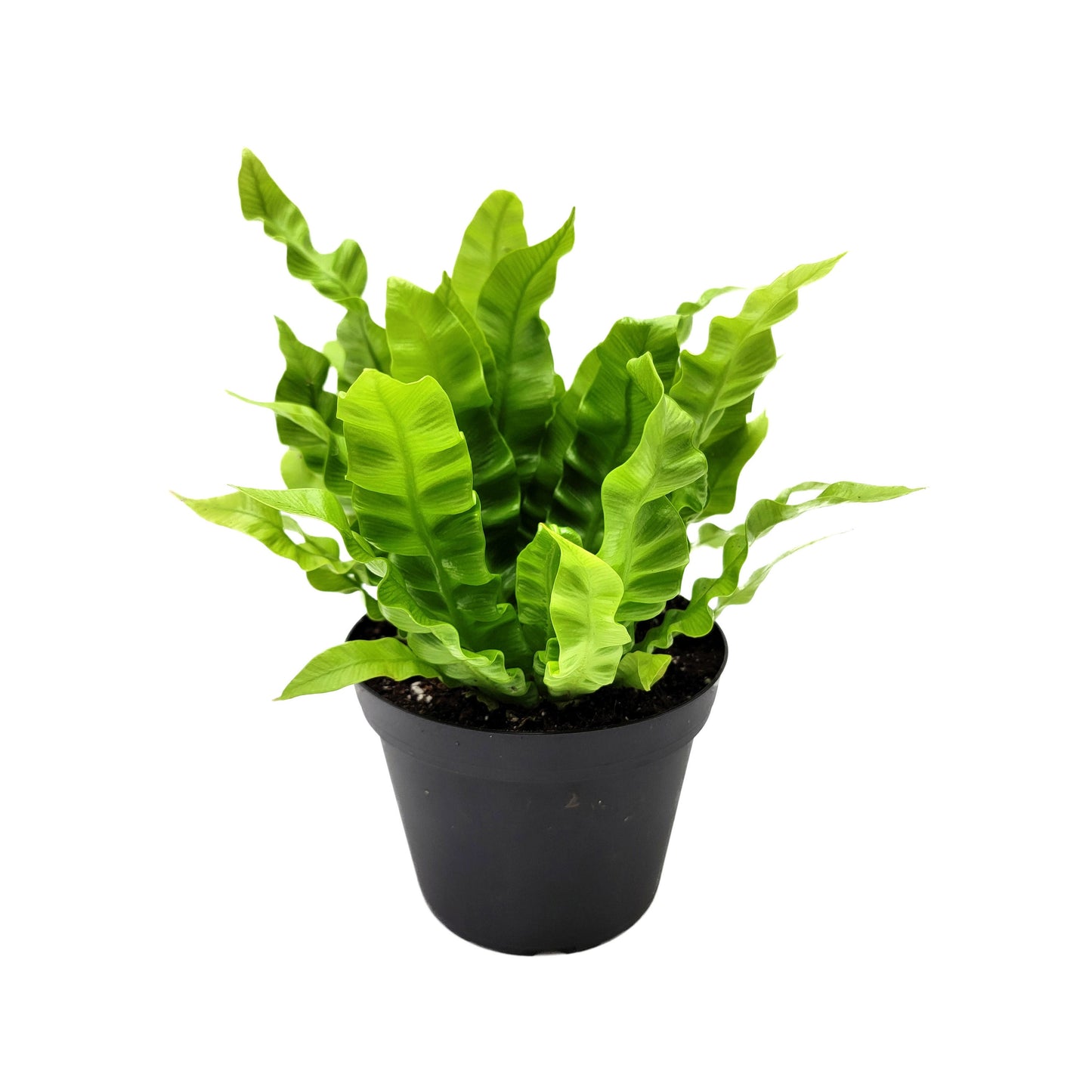 Crispy Wave Fern, Asplenium Nidus, Birds Nest Fern – Houseplants, Gift Plants, Bathroom Plants, Terrarium Plants, Air Purifier – 6” Pot