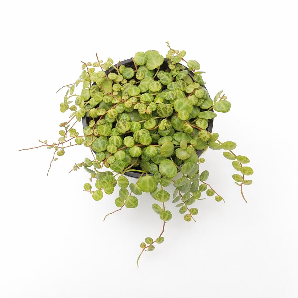 4 inch String of Turtles Plant (Peperomia prostrata) – Trailing Indoor Houseplant | Easy Care