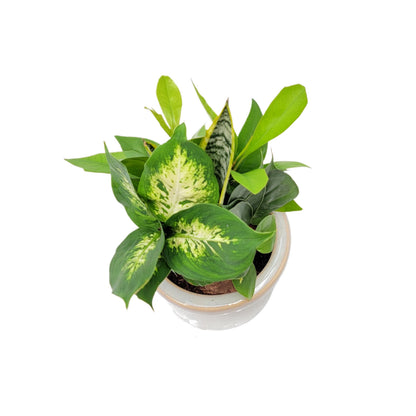 6-Inch Ceramic Dish Garden - Live Indoor Plant Arrangement, Foliage Houseplant Combination in Decorative Planter