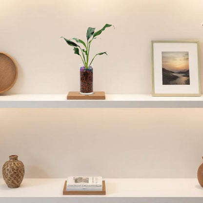 Peace Lily in a Modern Glass Hydroponic Cylinder Planter with LECA Balls - Low Light Indoor Plant, Air Purifying Houseplant, Free Heat Pack