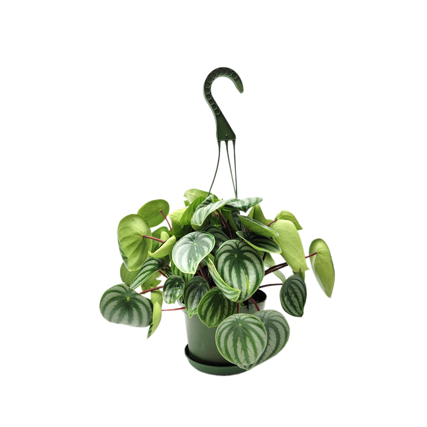 Watermelon Peperomia, Peperomia argyreia, Peperomia Watermelon, Watermelon Plants – Houseplants, Foliage Plants, Ground Covers, 6" Pot