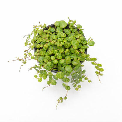 4 inch String of Turtles Plant (Peperomia prostrata) – Trailing Indoor Houseplant | Easy Care