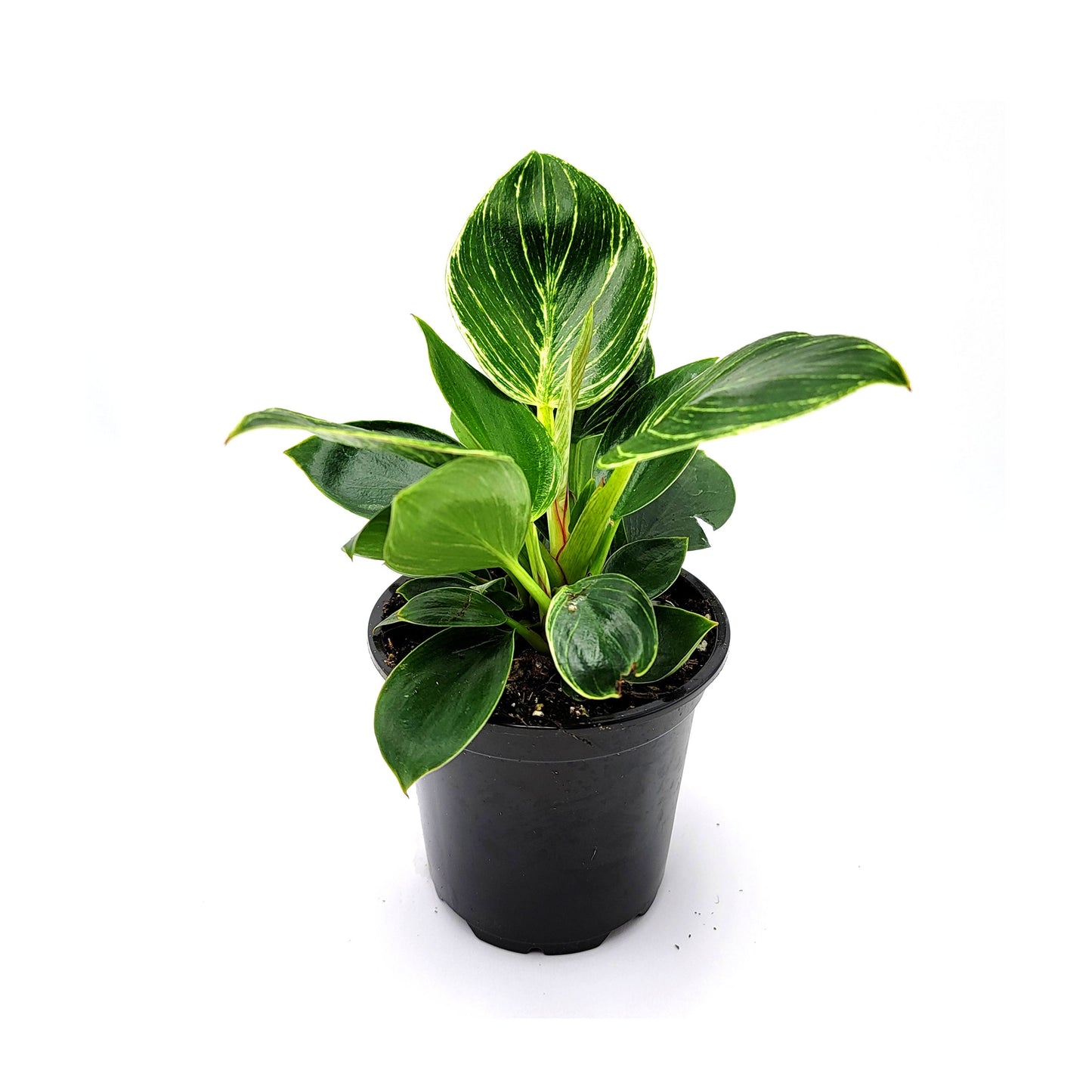 Philodendron Birkin – houseplant, foliage plant, home décor, office decor – 4" Pot