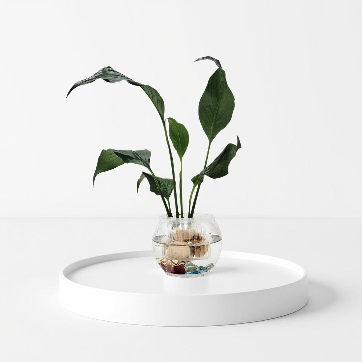 Modern Hydroponic Peace Lily in Glass Bowl with Supporting Net Cup - Air Purifying Indoor Plants, Low Light Houseplants, Free Heat Pack