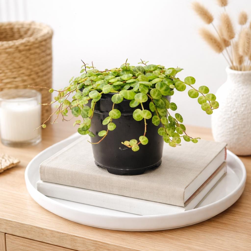 4 inch String of Turtles Plant (Peperomia prostrata) – Trailing Indoor Houseplant | Easy Care