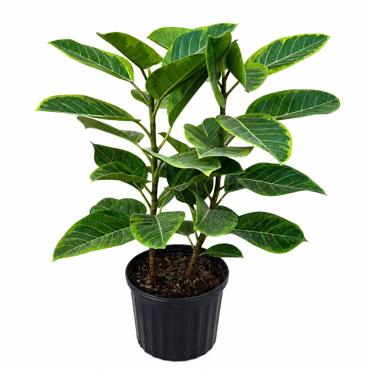 12” Ficus Altissima Yellow Gem Plant – Variegated Tropical Indoor Floor Plant
