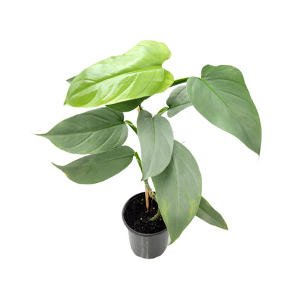 Philodendron Silver Sword, Philodendron hastatum – 4” Pot