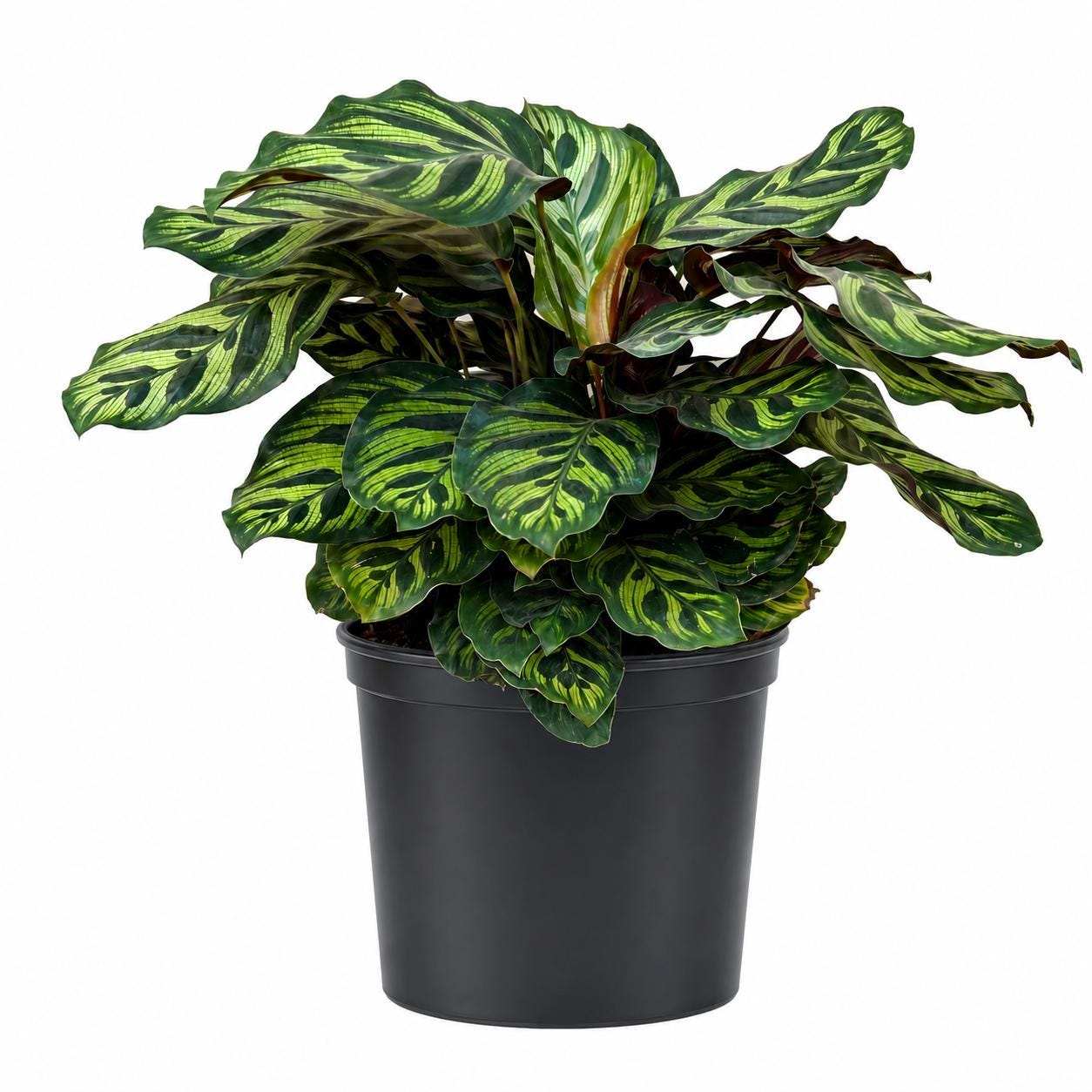 10” Calathea Peacock Plant in Nursery Pot – Large Tropical Indoor Prayer Plant for Home & Office Décor