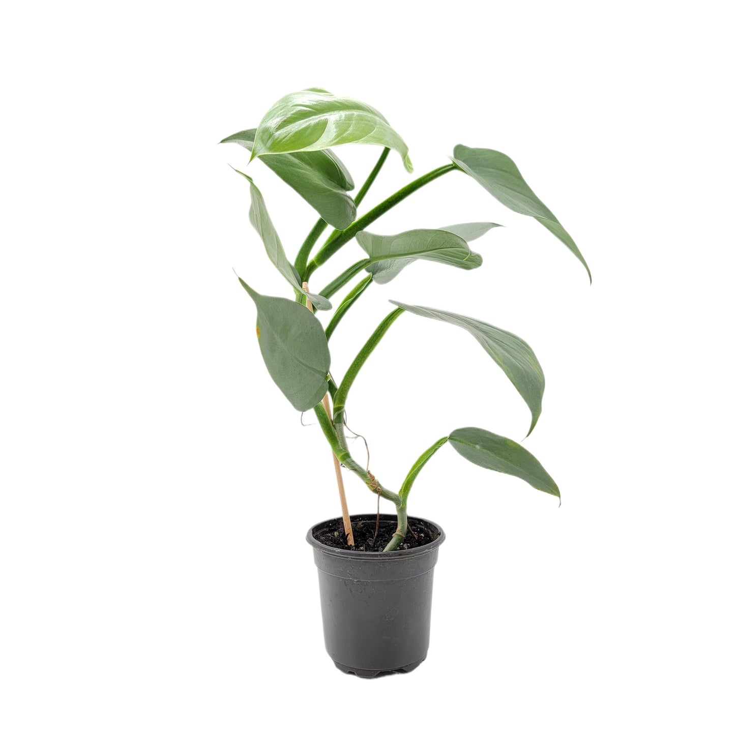 Philodendron Silver Sword, Philodendron hastatum – 4” Pot