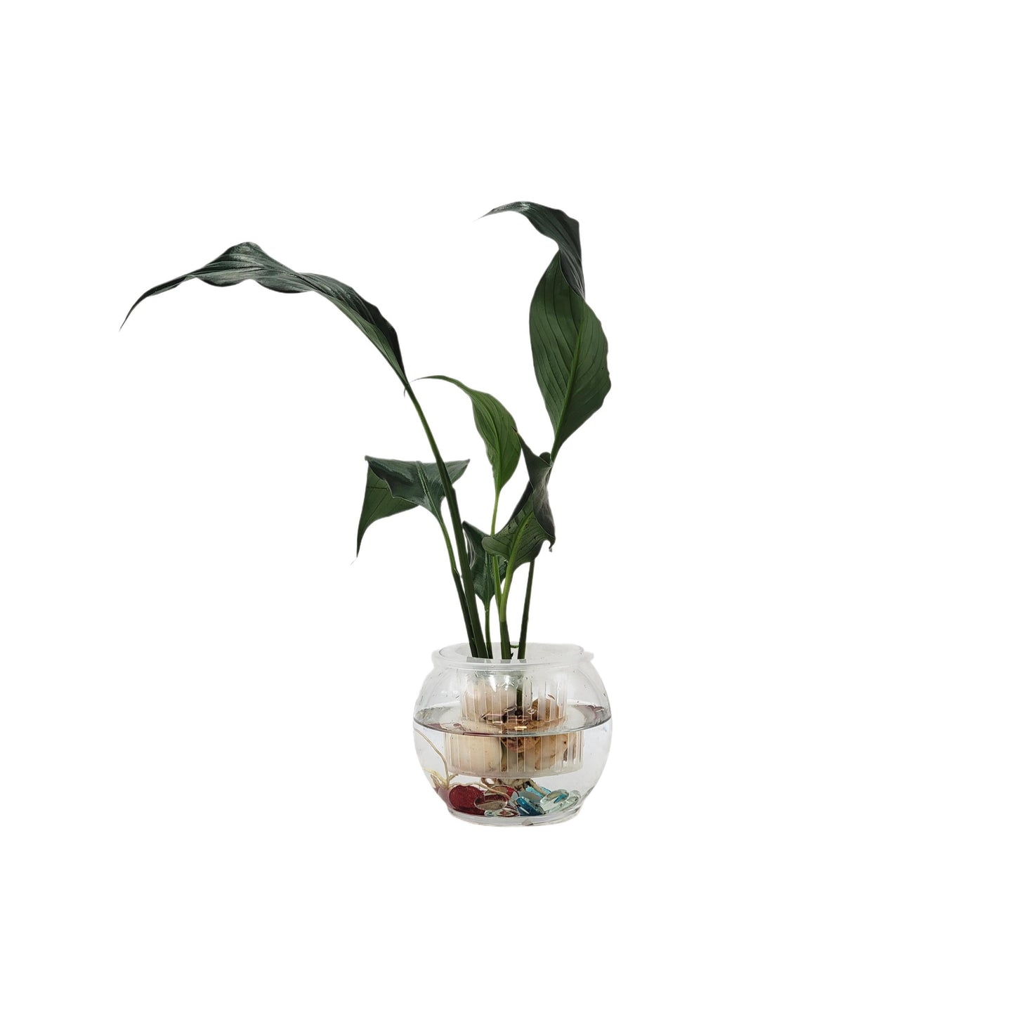 Modern Hydroponic Peace Lily in Glass Bowl with Supporting Net Cup - Air Purifying Indoor Plants, Low Light Houseplants, Free Heat Pack