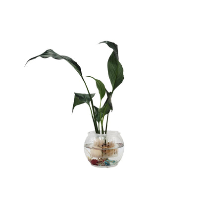 Modern Hydroponic Peace Lily in Glass Bowl with Supporting Net Cup - Air Purifying Indoor Plants, Low Light Houseplants, Free Heat Pack