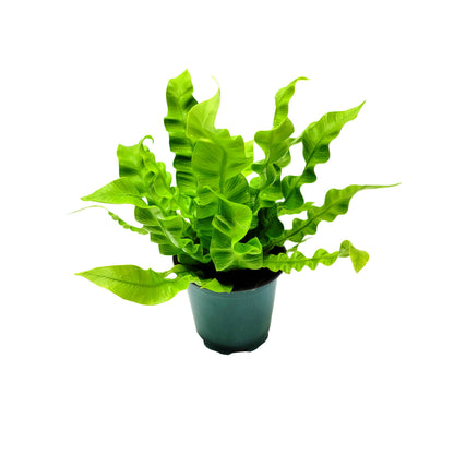 Crispy Wave Fern, Asplenium Nidus, Birds Nest Fern – Houseplants, Gift Plants, Bathroom Plants, Air Purifier – 4” Pot +Free Heatpack
