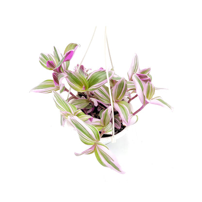 Fantasy Venice Wandering Jew/Tradescantia Nanouk/Tradescantia albiflora Nanouk – House Plants/Hanging Basket/Gift – 6" Hanging Basket