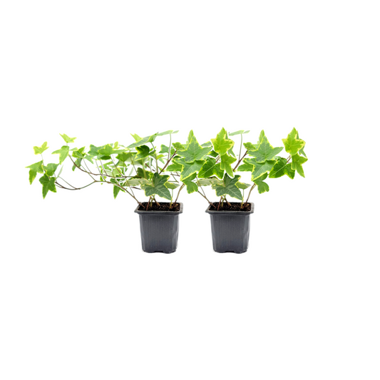 2-PK of English Ivy ‘Goldchild’ (2 Count) – Variegated Trailing Plant, 3-inch Pot, Easy-Care Live Houseplant for Hanging Baskets & Indoor Decor