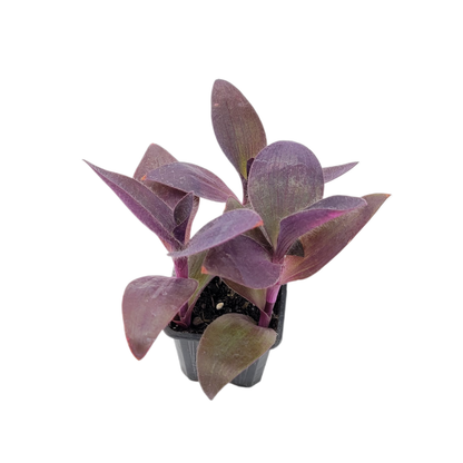 Purple Heart Plant – Vibrant Tradescantia Pallida, 3-inch Pot, Easy Trailing Houseplant for Indoors and Outdoors