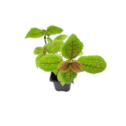 3-Inch Moon Valley Pilea (Pilea mollis) - Textured Foliage Houseplant for Indoor Decor & Easy Care