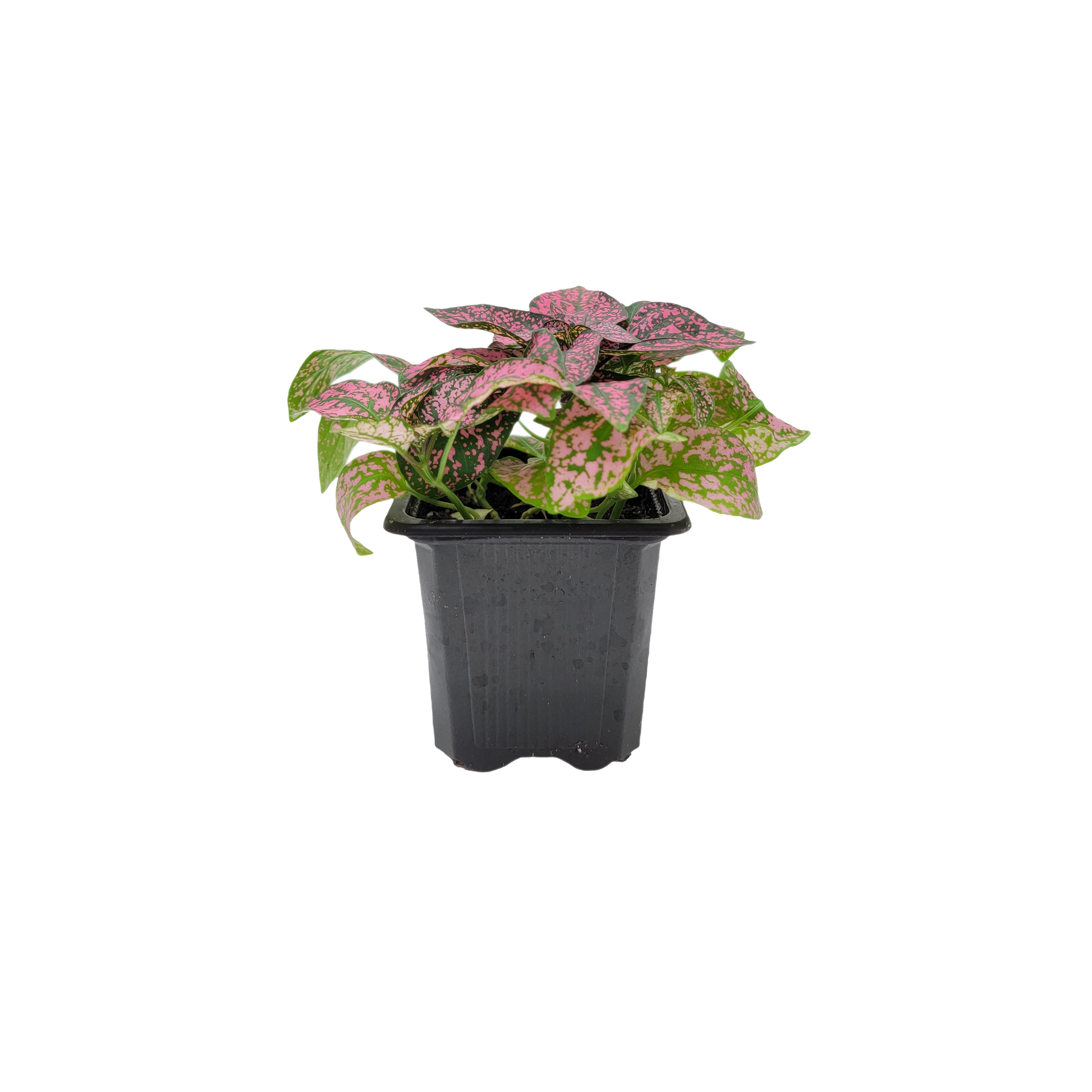 potted polka dot plant Polka Dot Plant, Hypoestes phyllostachya, 3-inch Pot, Colorful Indoor Houseplant with Pink and Green Foliage for Low Light Spaces