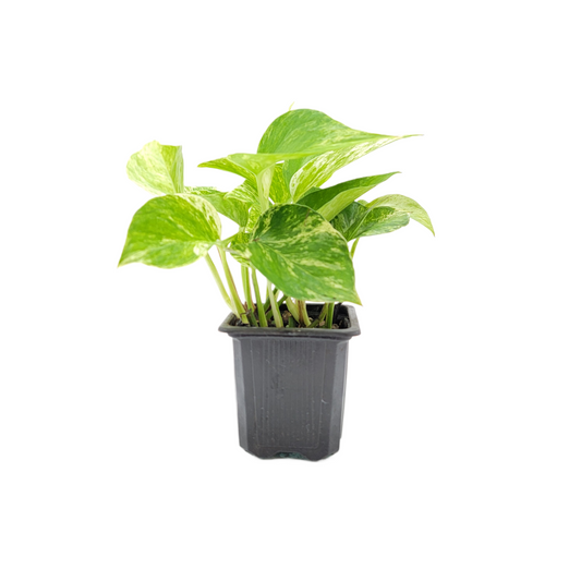 Marble Queen Pothos Plants in a 3-inch Pot, Easy-Care Trailing Houseplant with Variegated Foliage
