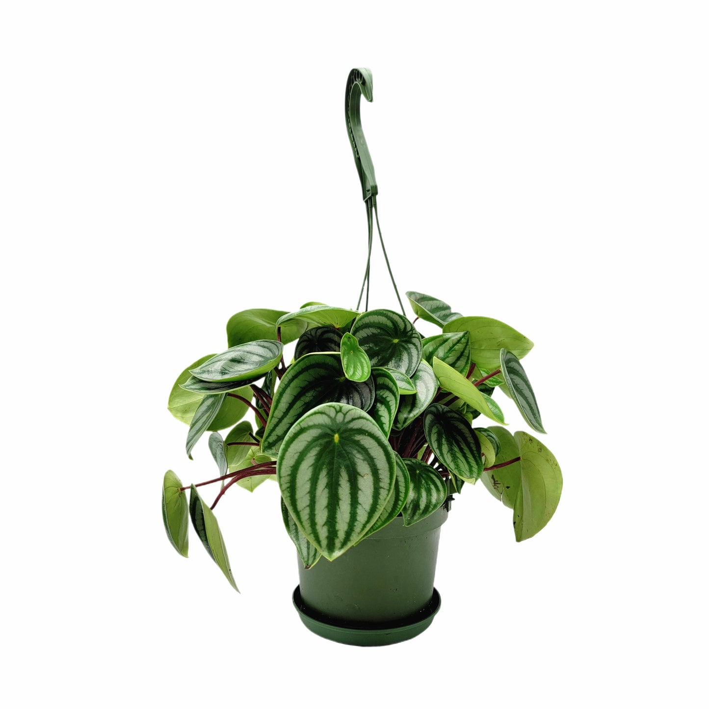 Watermelon Peperomia, Peperomia argyreia, Peperomia Watermelon, Watermelon Plants – Houseplants, Foliage Plants, Ground Covers, 6" Pot