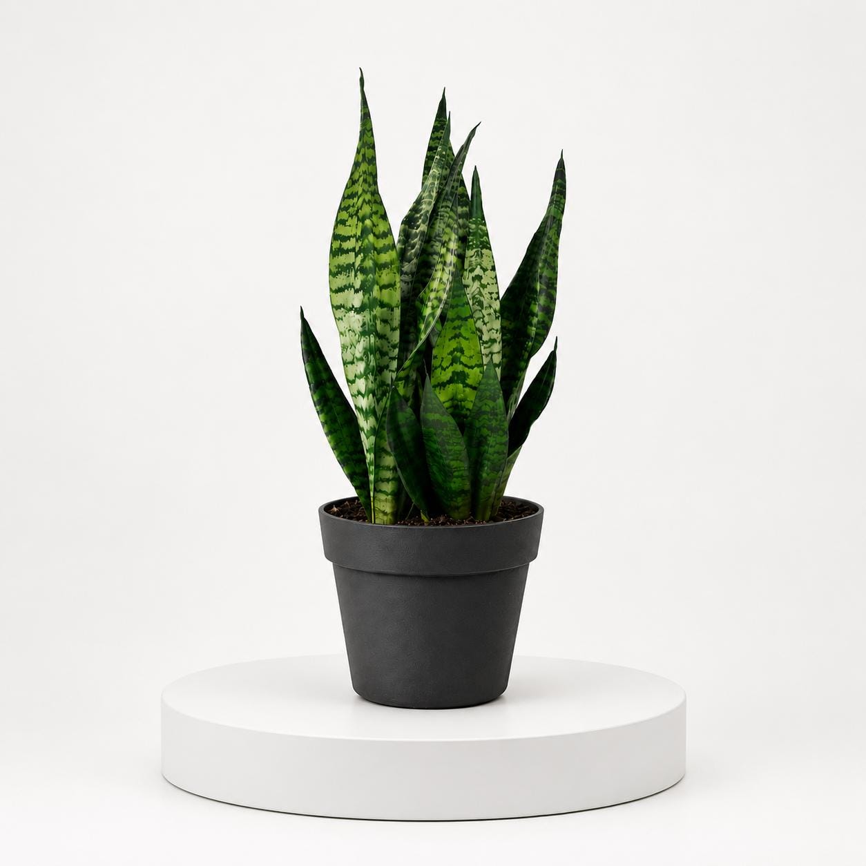 Sansevieria Robusta Snake Plant in 6-Inch Nursery Pot – Easy Low Light Indoor Houseplant