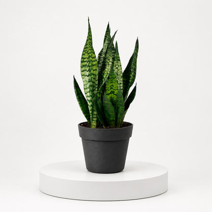Sansevieria Robusta Snake Plant in 6-Inch Nursery Pot – Easy Low Light Indoor Houseplant