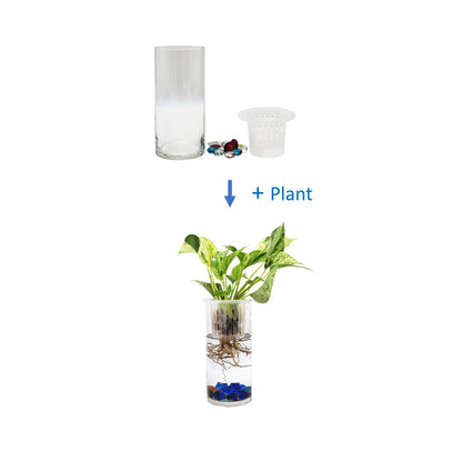 Live Marble Queen Pothos in Modern Glass Cylinder, Hydroponic Indoor Plants with Root Viewing, Air Purifying Houseplants, Free Heat Pack