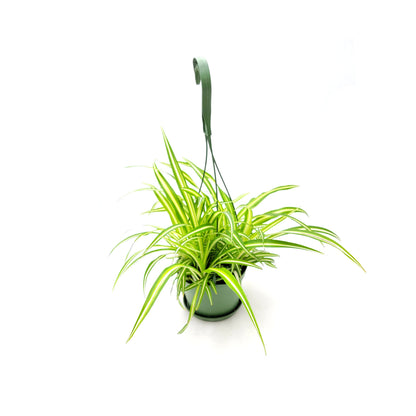 Variegated Spider Plant, Chlorophytum comosum ‘Vittatum’, Airplane Plant, Air Cleaner, House Plants – 6” Hanging Basket