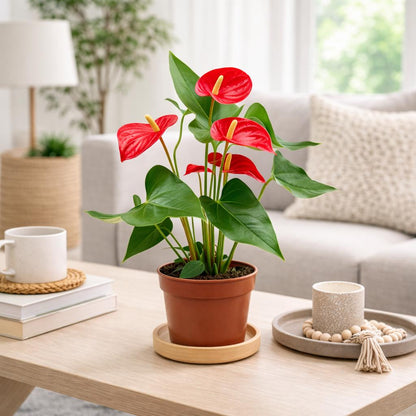 5” Pot Anthurium Red Plant – Live Indoor Flowering Houseplant, Easy Care Tropical Plant