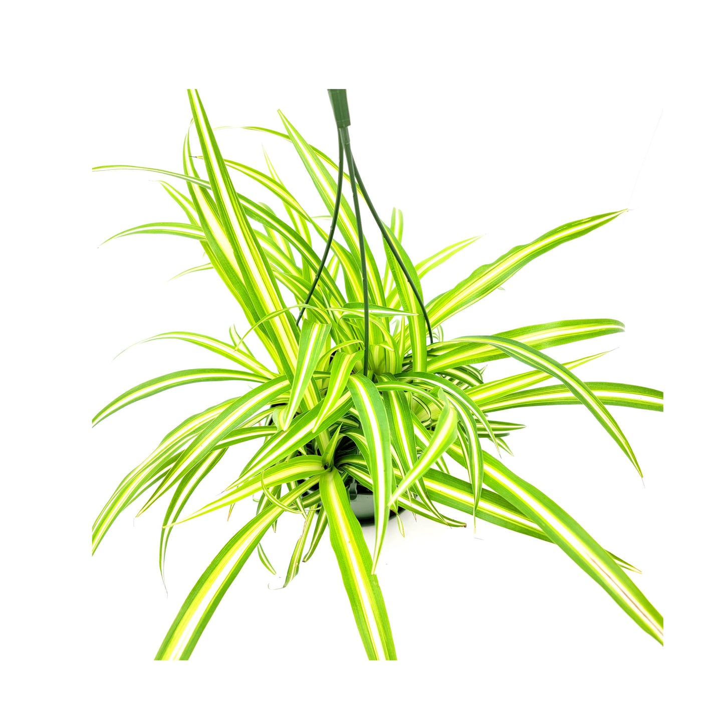 Variegated Spider Plant, Chlorophytum comosum ‘Vittatum’, Airplane Plant, Air Cleaner, House Plants – 6” Hanging Basket