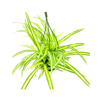 Variegated Spider Plant, Chlorophytum comosum ‘Vittatum’, Airplane Plant, Air Cleaner, House Plants – 6” Hanging Basket