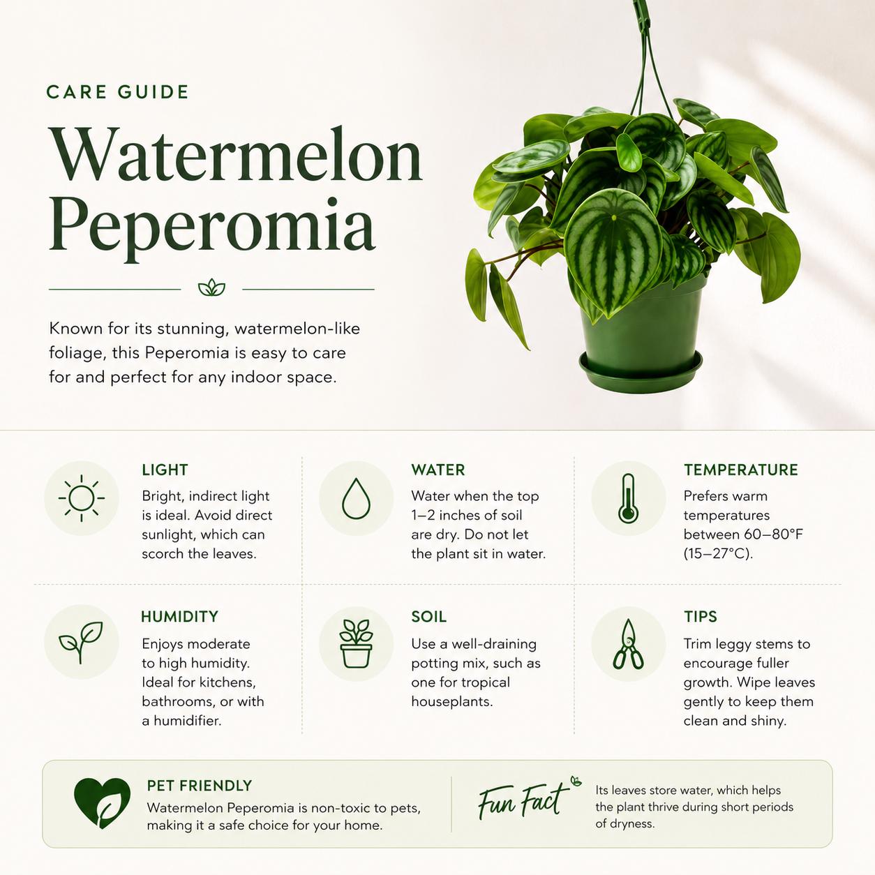 Watermelon Peperomia, Peperomia argyreia, Peperomia Watermelon, Watermelon Plants – Houseplants, Foliage Plants, Ground Covers, 6" Pot