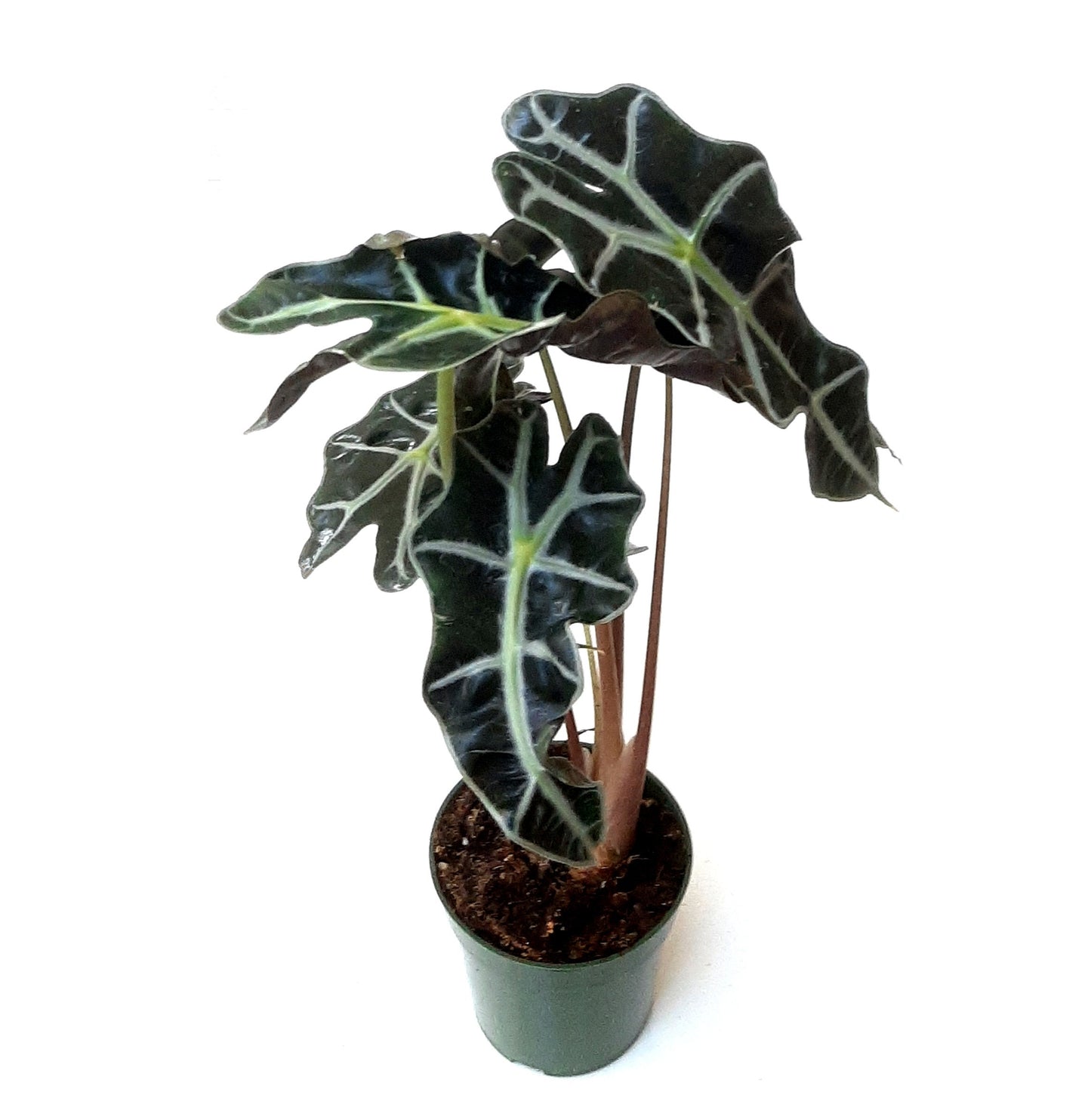 4” Alocasia Polly, Amazon Elephant's Ear Plant – Houseplants, Foliage Plants, Home Décor, Air Purifiers