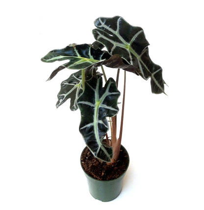 4” Alocasia Polly, Amazon Elephant's Ear Plant – Houseplants, Foliage Plants, Home Décor, Air Purifiers