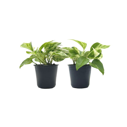marble queen pothos low light 2-pk Live Marble Queen Pothos, Epipremnum aureum, Air Purifying Indoor Plant, Low Light Houseplant, Easy Care Plant, 4-inch Pot(s)