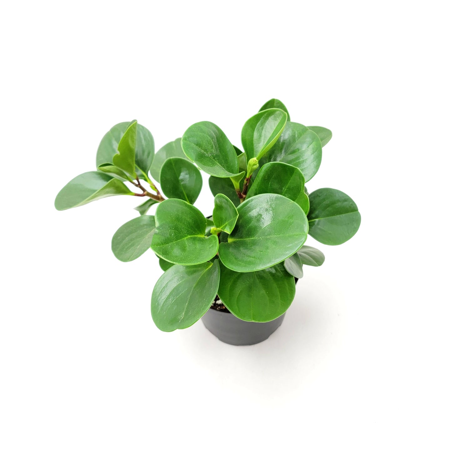 Peperomia Green, Peperomia obtusifolia, Baby Rubberplant, Pepper Face - House Plants, Tropical Plants, Foliage plants - 6" Pot