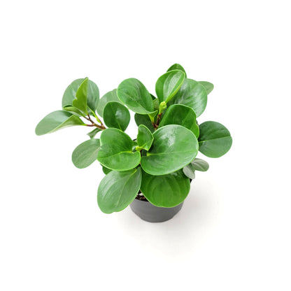 Peperomia Green, Peperomia obtusifolia, Baby Rubberplant, Pepper Face - House Plants, Tropical Plants, Foliage plants - 6" Pot