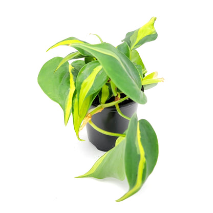 Philodendron Brasil – 4” Pot - Free Heatpack