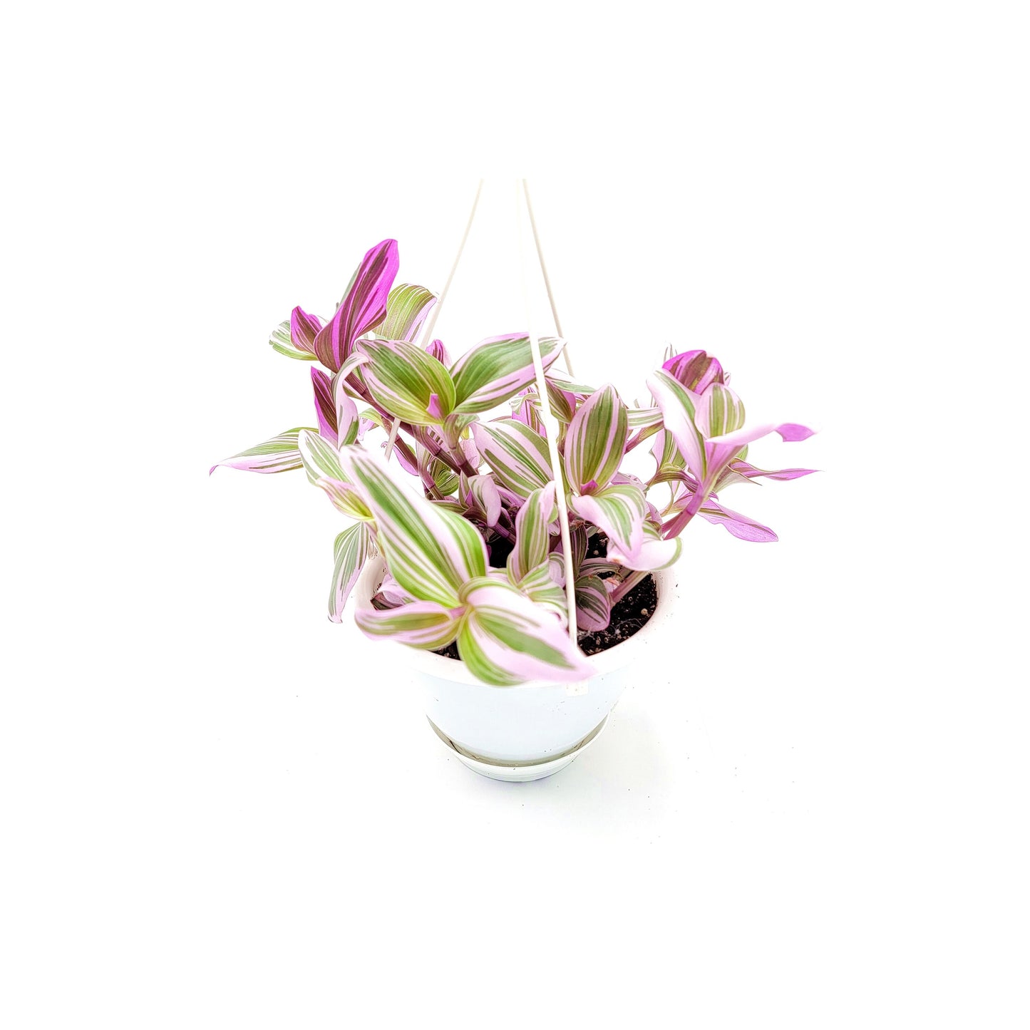 Fantasy Venice Wandering Jew/Tradescantia Nanouk/Tradescantia albiflora Nanouk – House Plants/Hanging Basket/Gift – 6" Hanging Basket