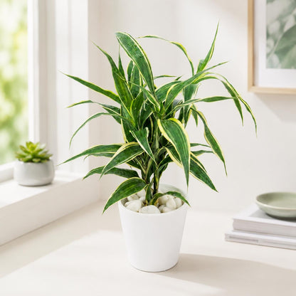 Hydroponic Dracaena Sanderiana Live Plant in 4.25" White Ceramic Pot | Lucky Bamboo Relative | Easy Care Indoor Air Purifying Houseplant