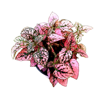 3.5”-pot of Pink Polka Dot Plants, Hypoestes phyllostachya, Freckle Face Plants – Houseplants, Foliage Plants, Indoor Plants, Home Décor