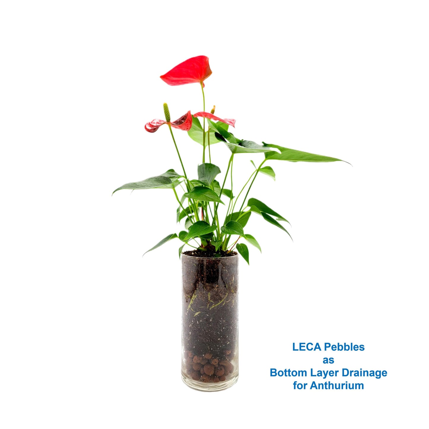 Premium LECA Clay Beads, Clay Pebbles, Grow Rocks, Clay Balls, Hydroponic Growing Medium – 2.5-LB Bag