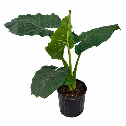 10” Elephant Ear Plant (Alocasia) – Large Tropical Indoor Houseplant for Bright Spaces