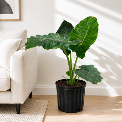 10” Elephant Ear Plant (Alocasia) – Large Tropical Indoor Houseplant for Bright Spaces